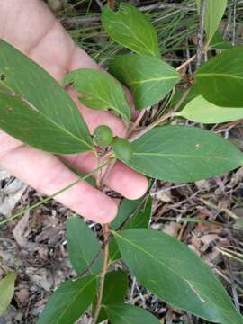 Image of Persoonia laurina subsp. laurina