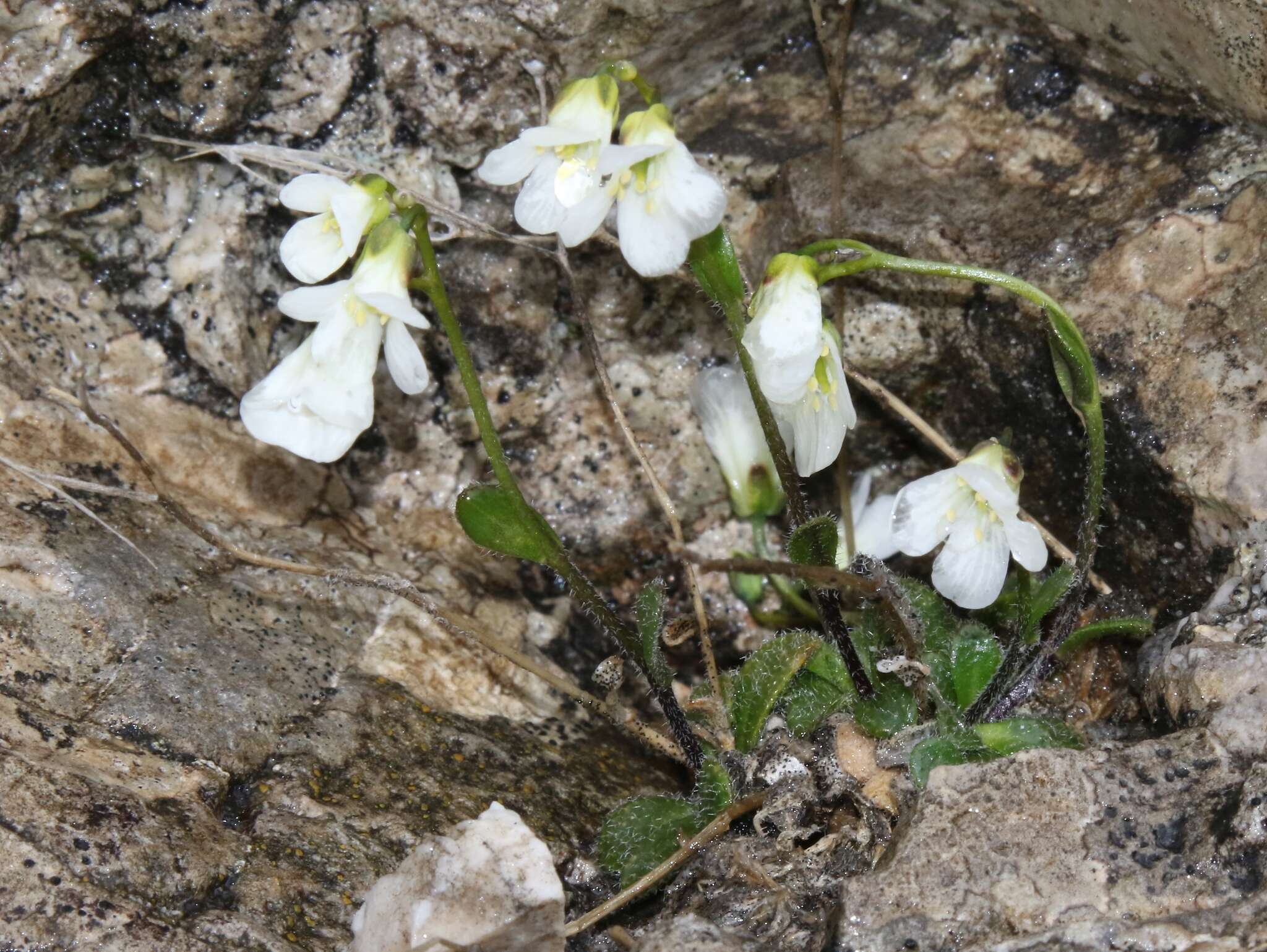 Sivun Arabis stellulata Bertol. kuva