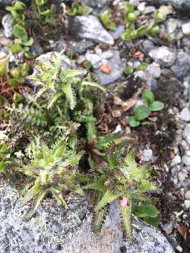 Imagem de Pedicularis hirsuta L.