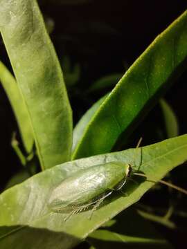 Image of Panchlora thalassina Saussure & Zehntner 1893