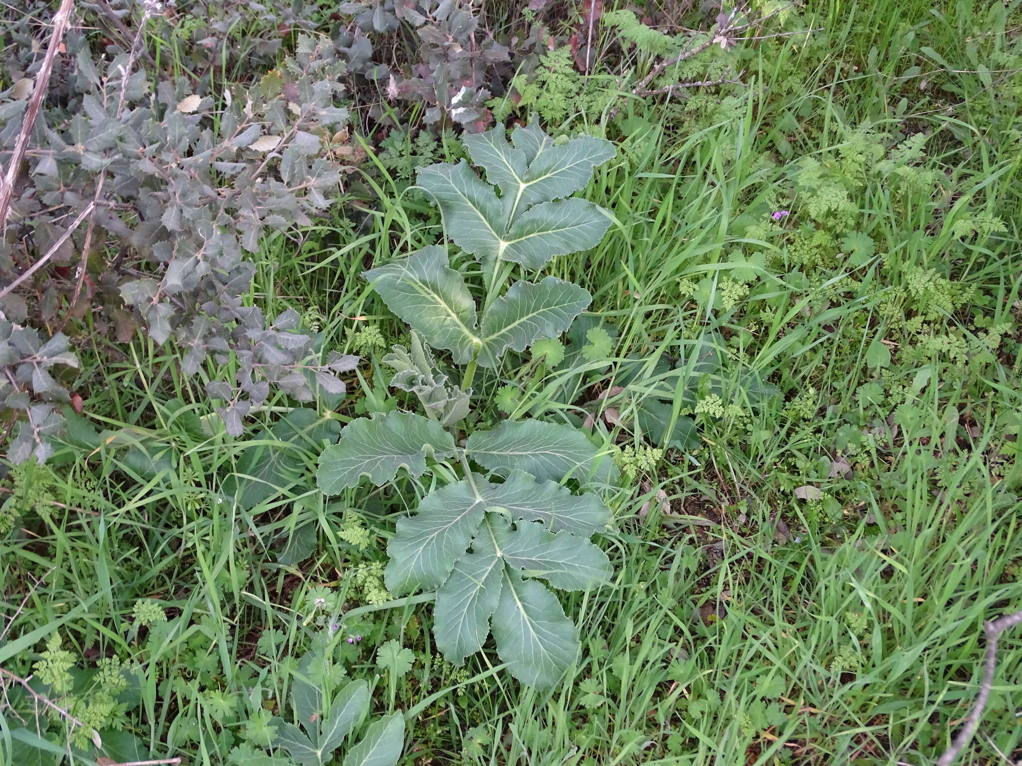 Image of Magydaris panacifolia (Vahl) Lange