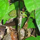 Image of Anolis apletophallus Köhler & Sunyer 2008