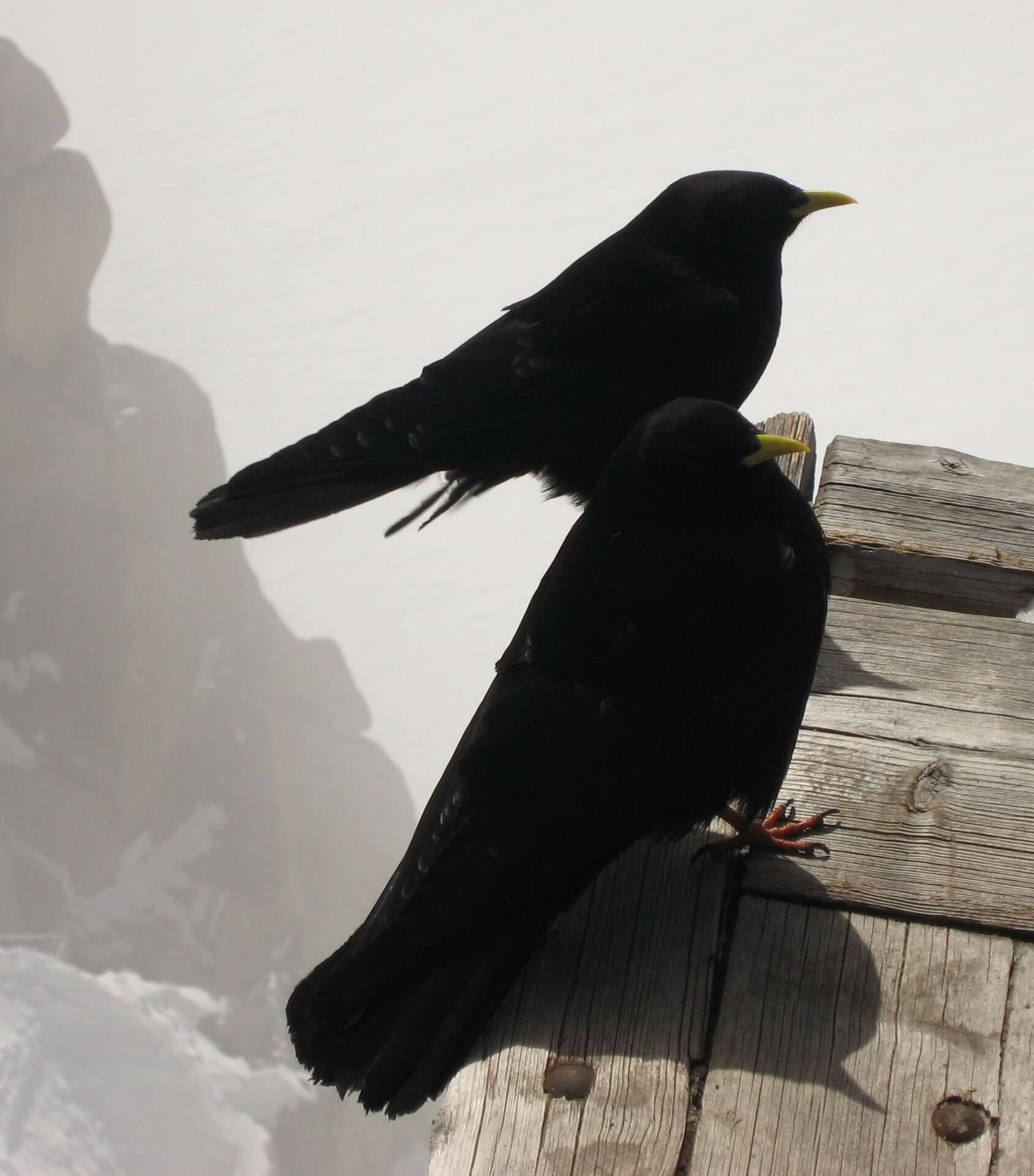 Image of Alpine Chough