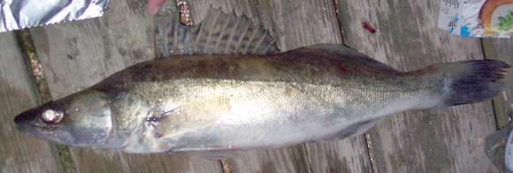 Image of pikeperch, zander