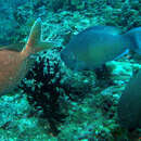 Image of Brown-spotted rabbitfish