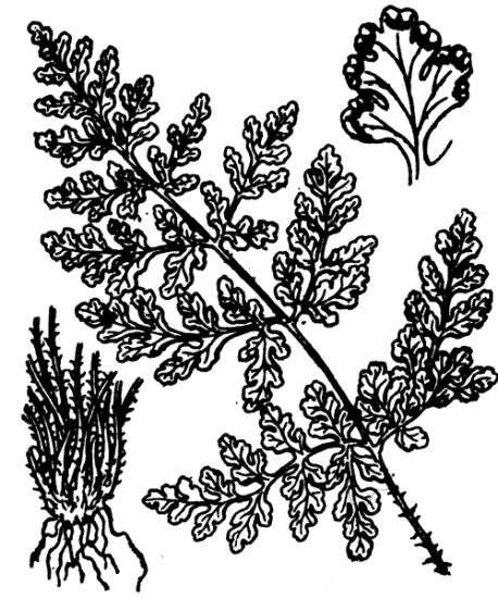 Image of Oeosporangium pteridioides subsp. acrosticum (Balb.) Fraser-Jenk. & Pariyar