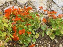 Image of Garden Nasturtium