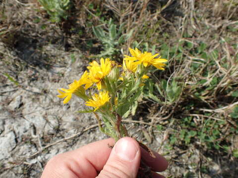 Слика од Heterotheca subaxillaris (Lam.) Britt. & Rusby