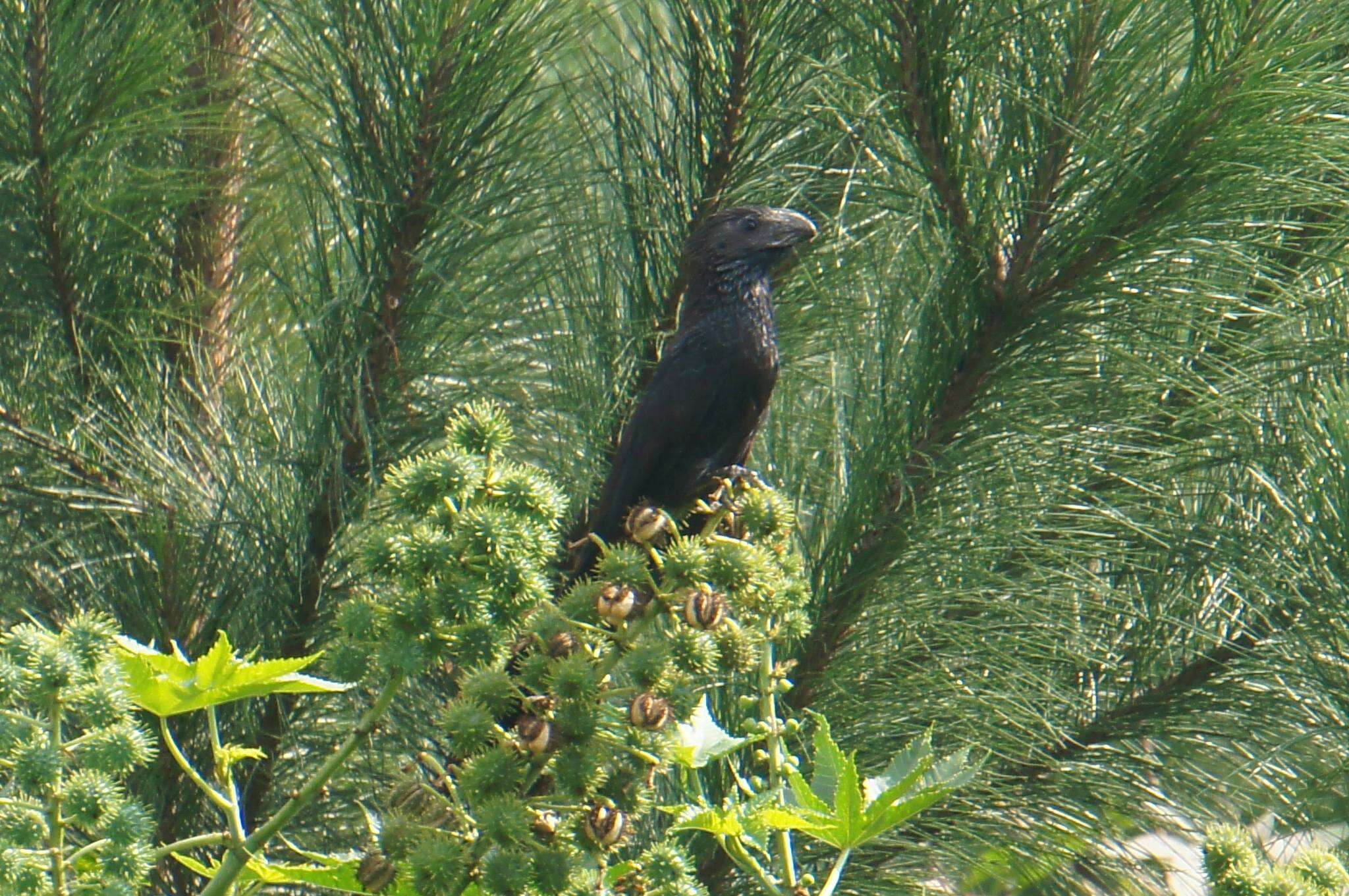 Sivun Crotophaga Linnaeus 1758 kuva