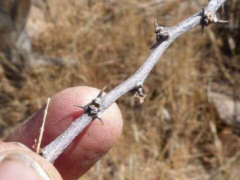 Image of Bushy three-thorn acacia