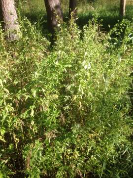 Image of Russian pigweed