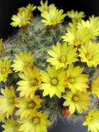 Image of Mammillaria baumii Boed.