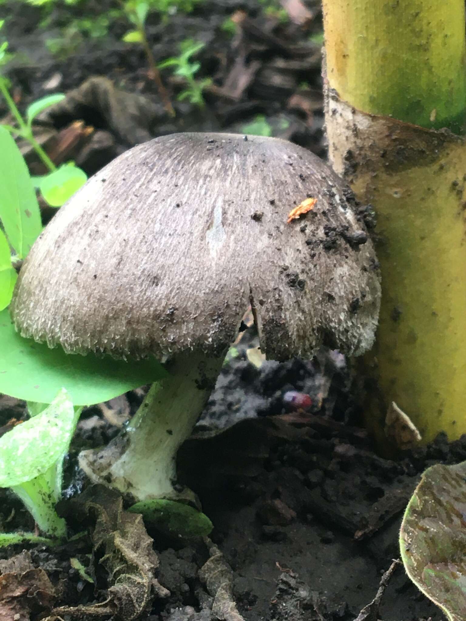 Image of straw mushroom