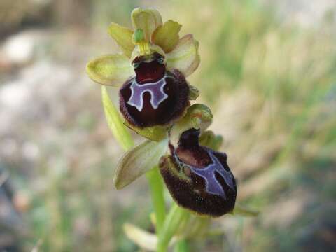 Image of ophrys