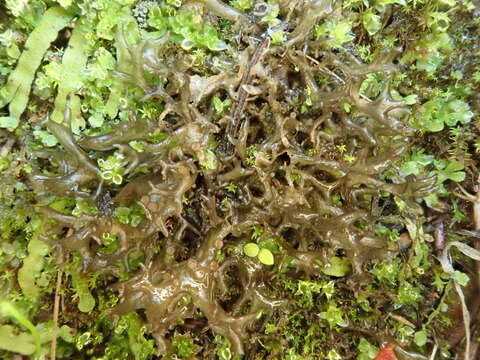 Image of <i>Scytinium palmatum</i>