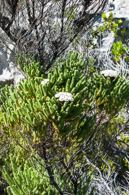 Image of Berzelia albiflora (E. Phillips) Class.-Bockh. & E. G. H. Oliv.