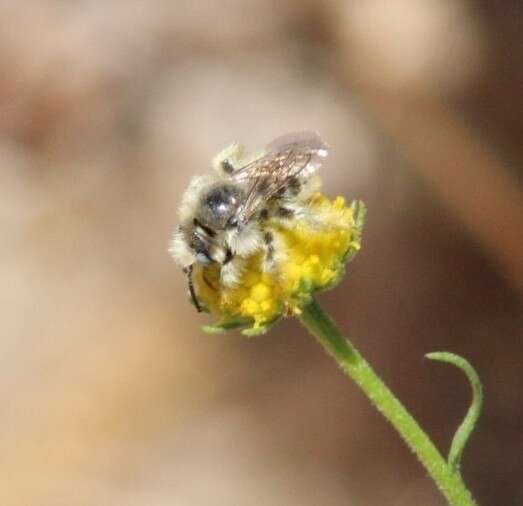 Sivun Diadasia chilensis (Spinola 1851) kuva