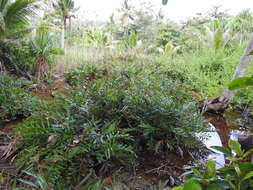 Image of mangrove fern