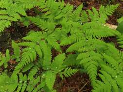 Image of Pacific oak-fern