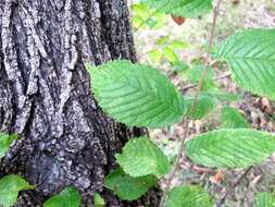 Image of cork elm