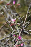 Image de Boronia dichotoma Lindley