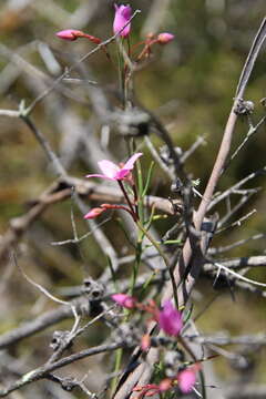 Image of Boronia dichotoma Lindley