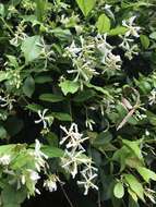 Plancia ëd Trachelospermum jasminoides (Lindl.) Lem.