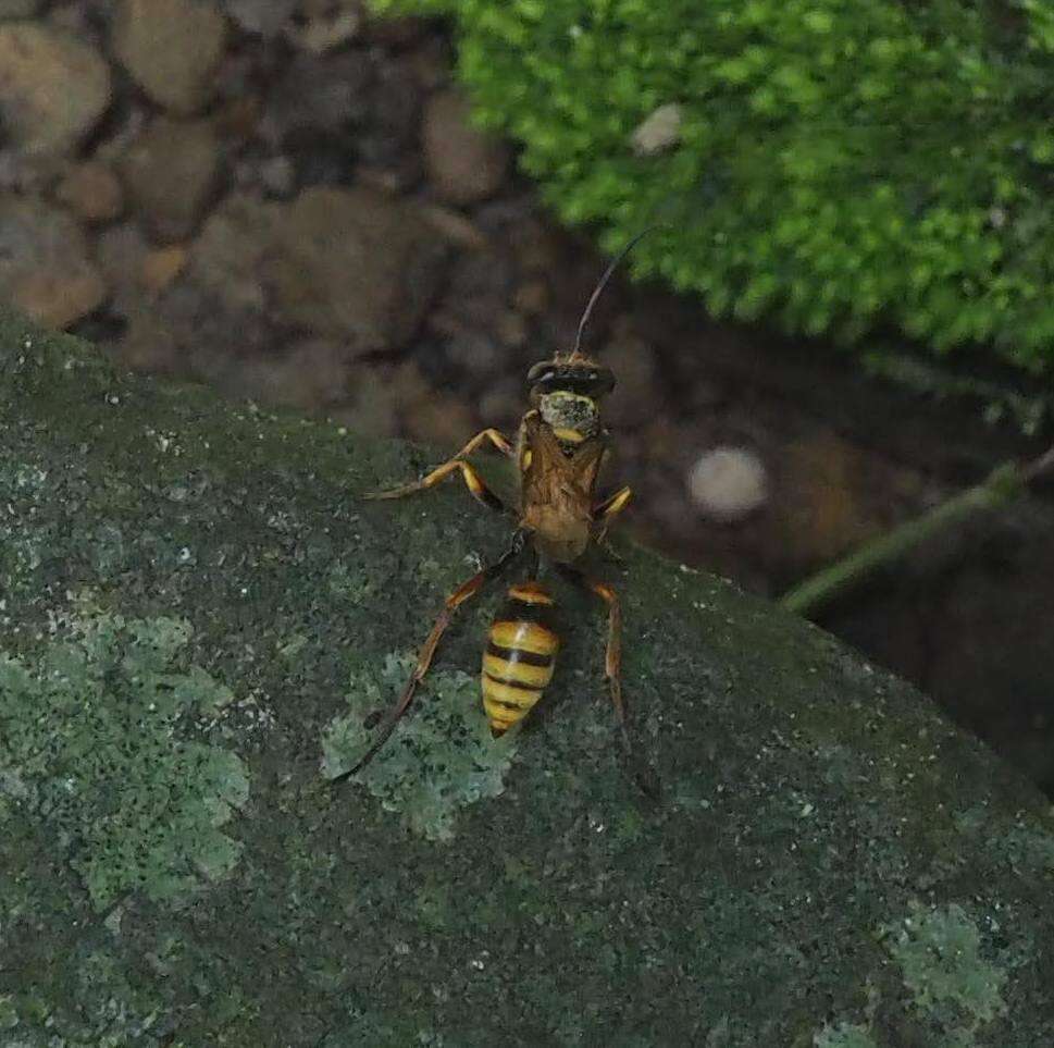 Image of Sceliphron deforme (F. Smith 1856)