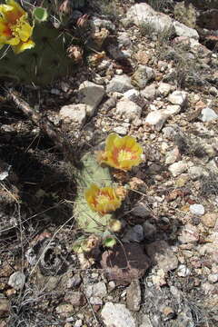 Image of Brownspine Pricklypear