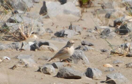 Image of Bar-tailed Desert Lark