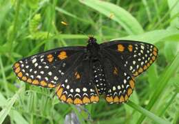 Image of Baltimore Checkerspot