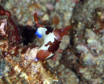 Image of Nembrotha chamberlaini Gosliner & Behrens 1997