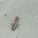 Image of lesser cockroach