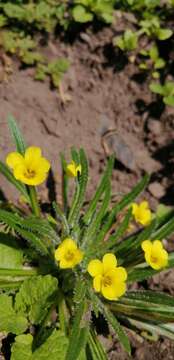 Image of Viola pusilla Poepp.