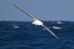 Image of Royal Albatross