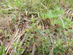 Image of Labrador Lousewort