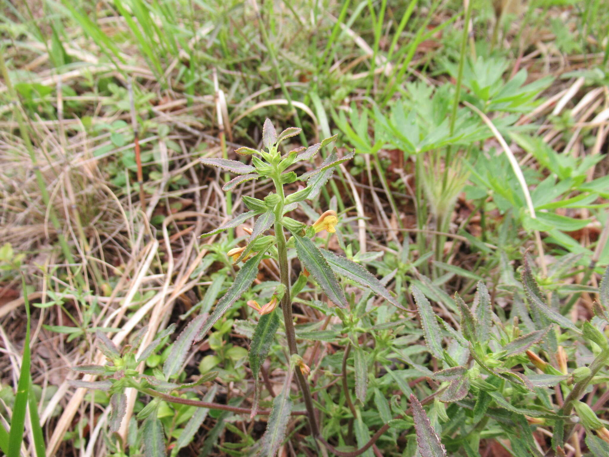 Pedicularis labradorica Wirsing resmi