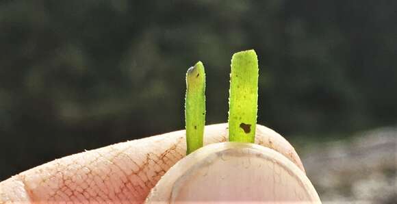 Image of toothed surfgrass