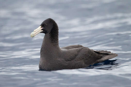 Image of Antarctic Giant-Petrel