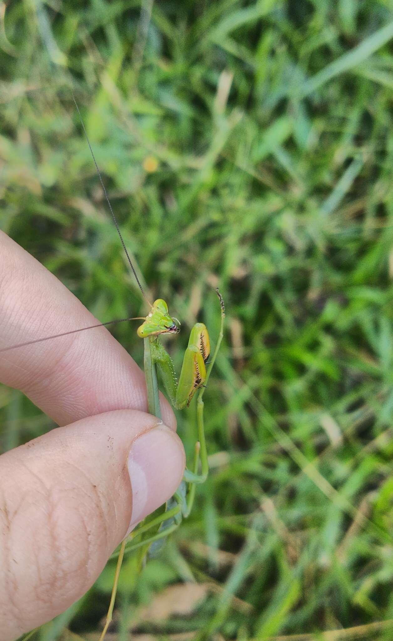 Image de Stagmatoptera praecaria Linne 1758