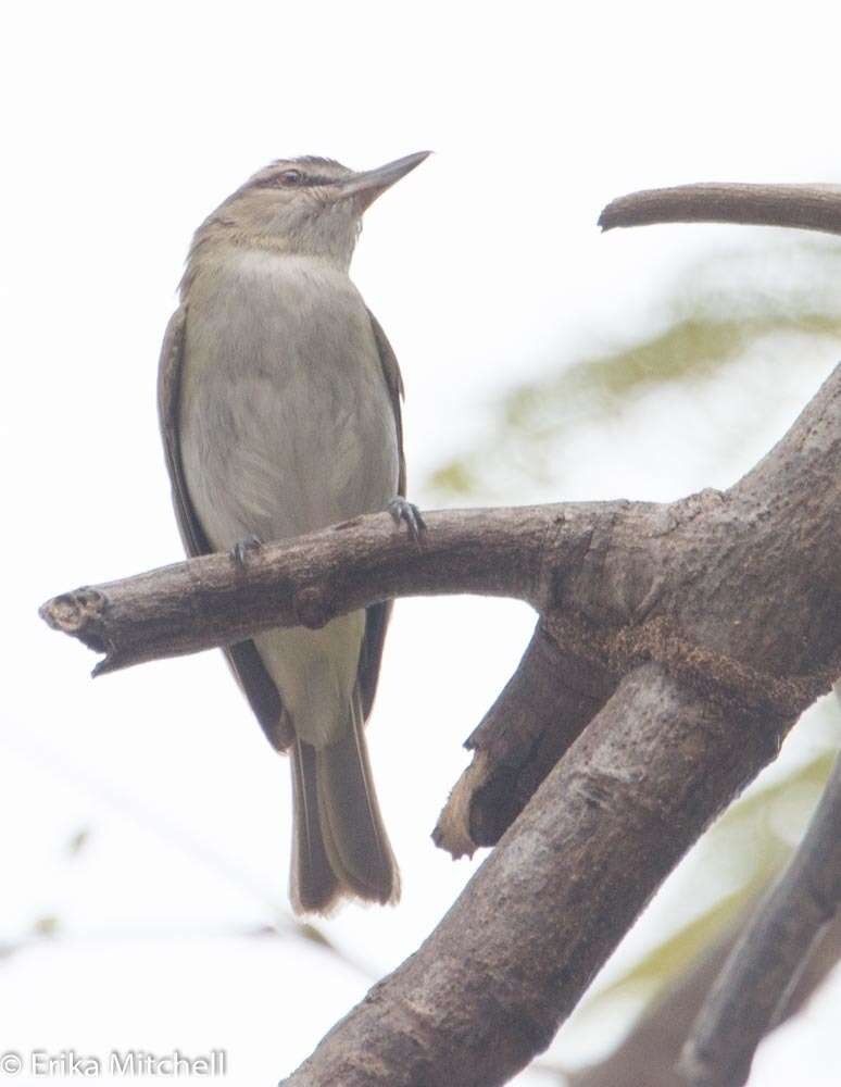 Image of Black-whiskered Vireo