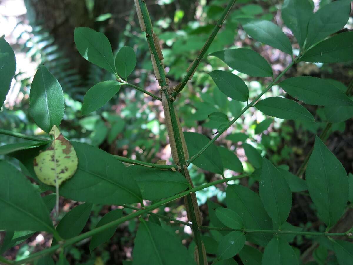 Image de Euonymus alatus (Thunb.) Siebold