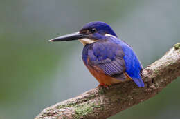 Image of Azure Kingfisher