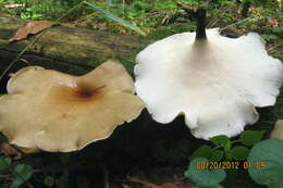 Image of black-footed polypore