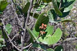 Image of Rhus muelleri Standl. & F. A. Barkley