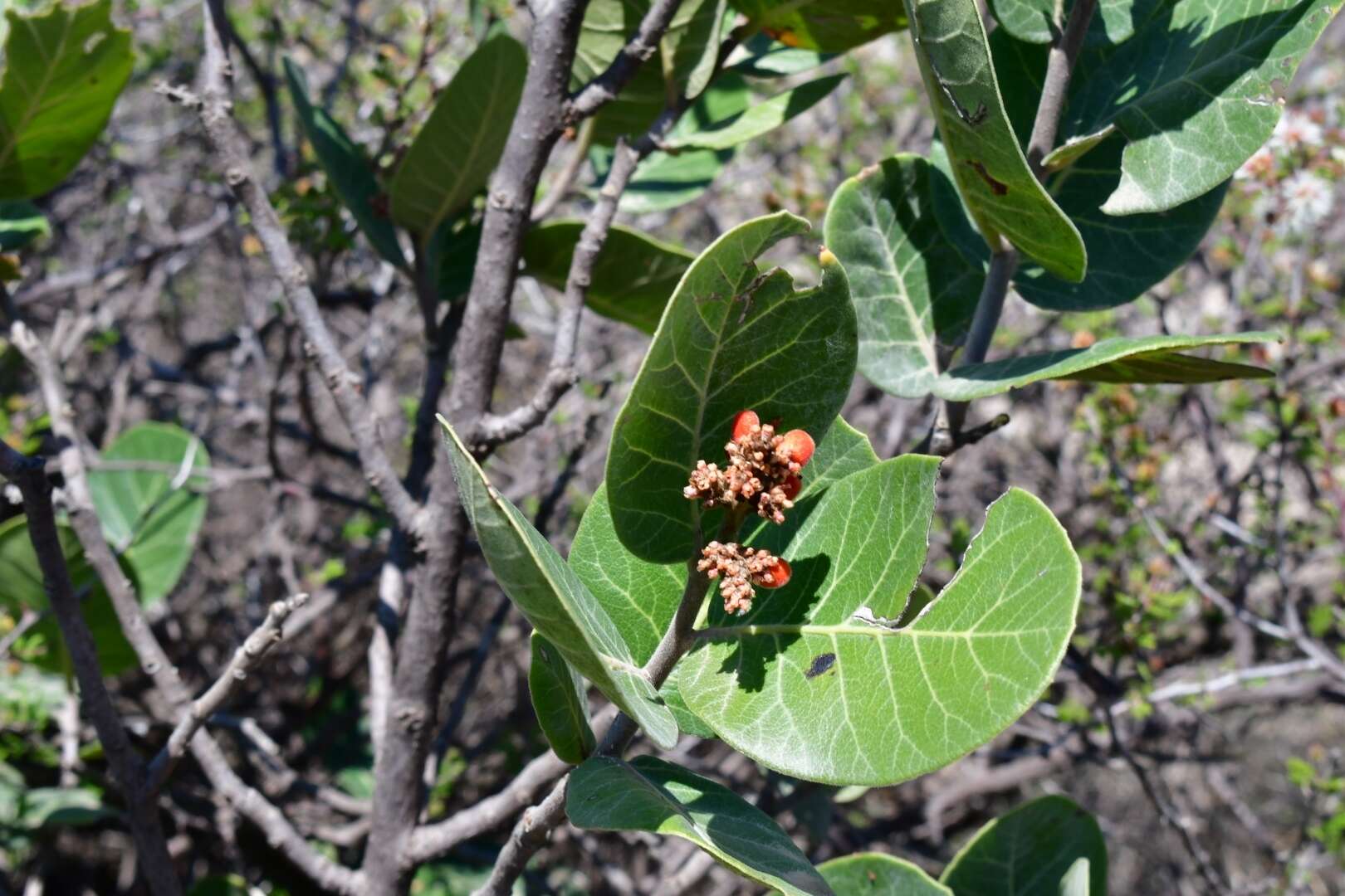 Image of Rhus muelleri Standl. & F. A. Barkley