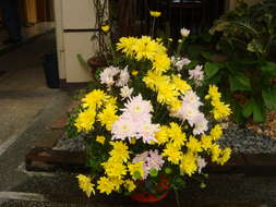 Image of florist's daisy