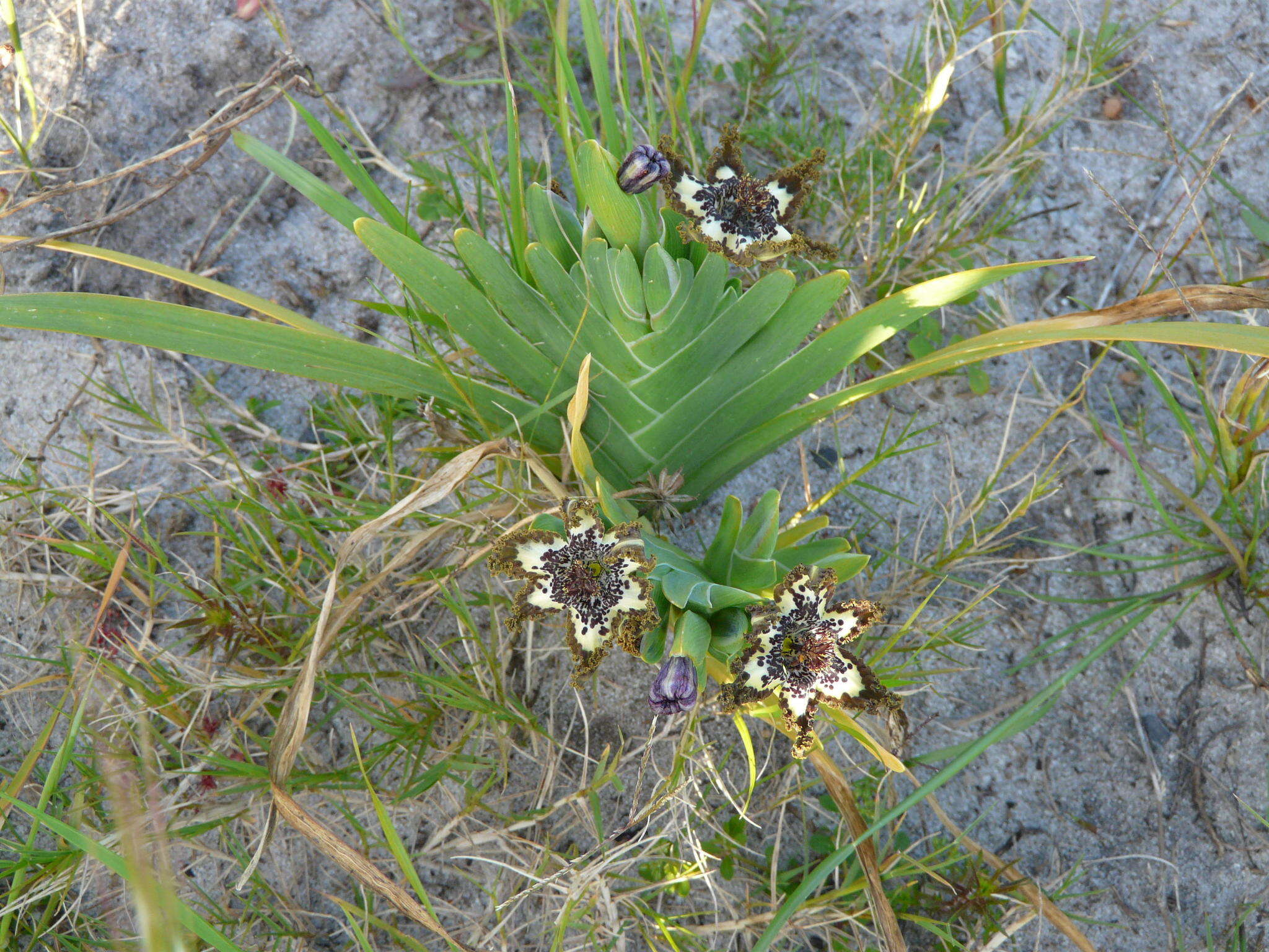 صورة Ferraria crispa Burm.