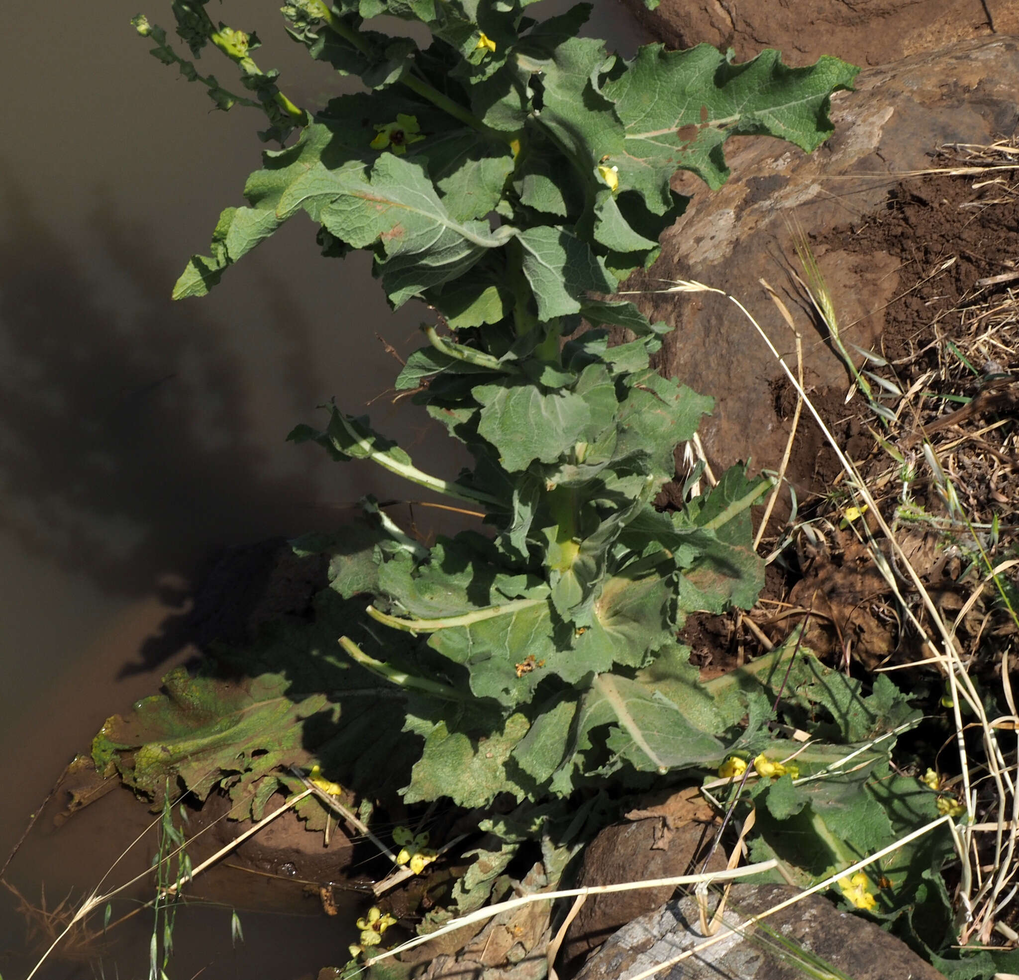 Image of Verbascum galilaeum Boiss.