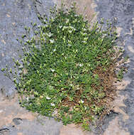 Image of Moehringia intricata subsp. intricata